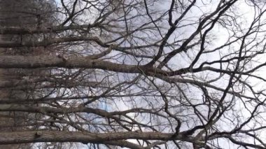 Ağaçların yapraksız olduğu ormanın dikey videosu