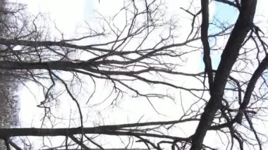 Ağaçların yapraksız olduğu ormanın dikey videosu