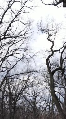 Ağaçlı ormanın dikey videosu yavaş çekimde.