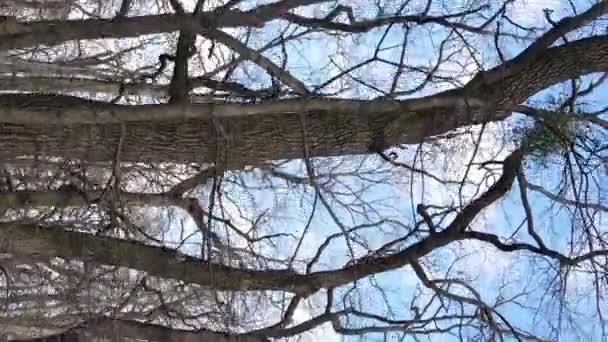 Verticale video van het bos met bomen zonder bladeren — Stockvideo