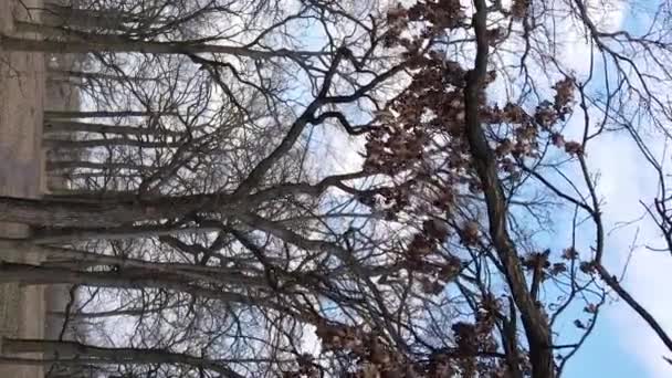 Vidéo verticale de la forêt avec des arbres sans feuilles — Video