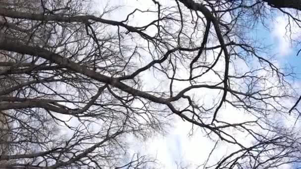 Vertical video of the forest with trees without leaves — Stock Video