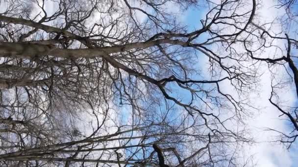 Vídeo vertical da floresta com árvores sem folhas — Vídeo de Stock
