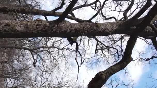 Vídeo vertical del bosque con árboles sin hojas — Vídeos de Stock