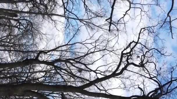 Verticale video van het bos met bomen zonder bladeren — Stockvideo