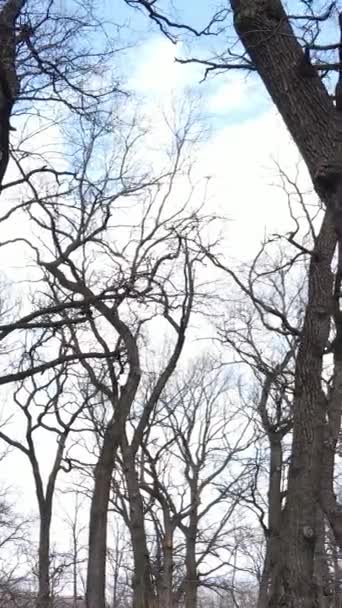 Vídeo vertical da floresta com árvores sem folhas em câmera lenta — Vídeo de Stock