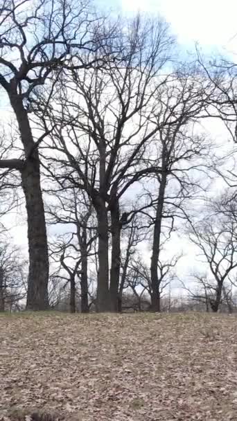 Vidéo verticale de la forêt avec des arbres sans feuilles au ralenti — Video