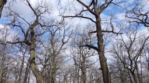 Wald mit Bäumen ohne Blätter am Tag — Stockvideo