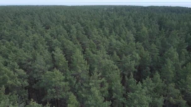 下午空中俯瞰松林，慢动作 — 图库视频影像