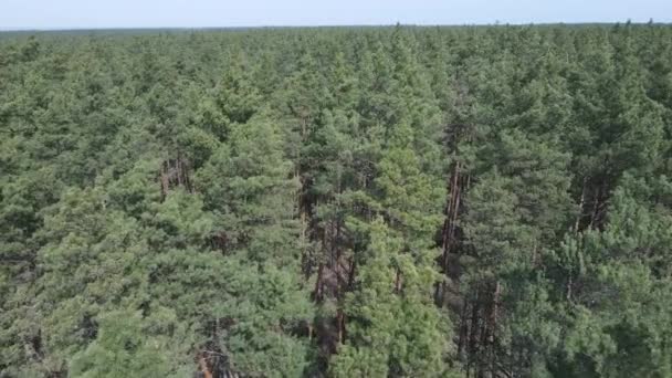 Forêt de pins dans l'après-midi vue aérienne, ralenti