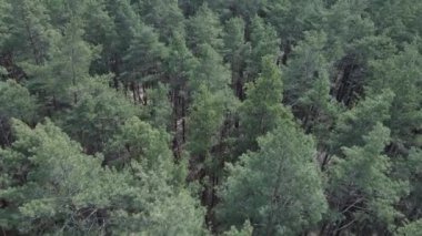 Öğleden sonra hava manzaralı çam ormanı, yavaş çekim