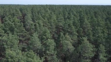 Öğleden sonra hava manzaralı çam ormanı, yavaş çekim