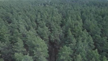Öğleden sonra hava manzaralı çam ormanı, yavaş çekim