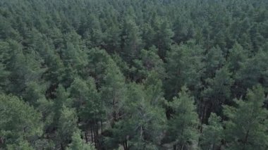 Öğleden sonra hava manzaralı çam ormanı, yavaş çekim