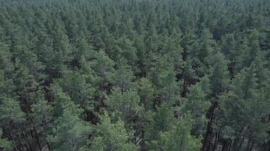 Öğleden sonra hava manzaralı çam ormanı, yavaş çekim