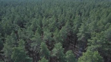 Öğleden sonra hava manzaralı çam ormanı, yavaş çekim
