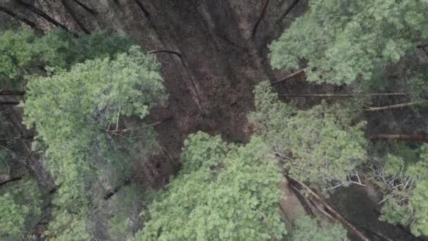 Floresta de pinheiro na visão aérea da tarde, câmera lenta — Vídeo de Stock