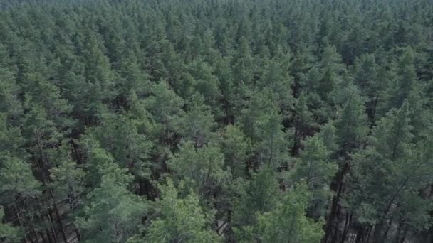 Borový les v odpoledním leteckém pohledu, zpomalený pohyb — Stock video
