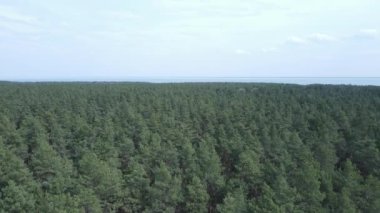 Öğleden sonra hava manzaralı çam ormanı, yavaş çekim