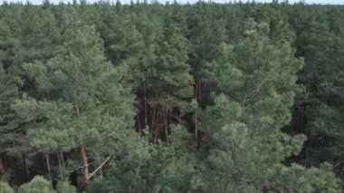 Öğleden sonra hava manzaralı çam ormanı, yavaş çekim