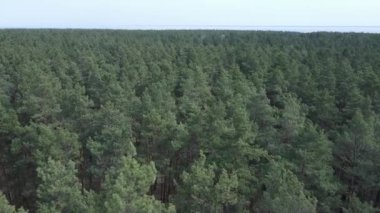 Öğleden sonra hava manzaralı çam ormanı, yavaş çekim