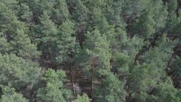 Floresta de pinheiro na visão aérea da tarde, câmera lenta — Vídeo de Stock