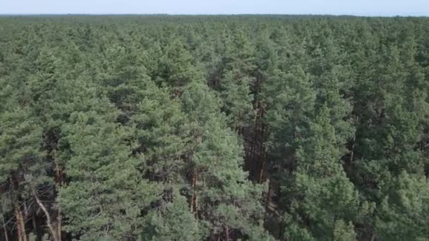 Bosque de pinos en la vista aérea de la tarde, cámara lenta — Vídeo de stock