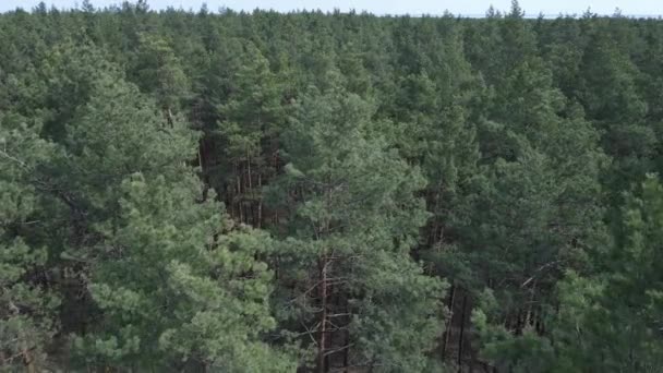 Pine forest in the afternoon aerial view, slow motion — Stock Video