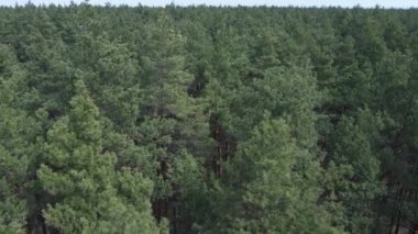 Öğleden sonra hava manzaralı çam ormanı, yavaş çekim