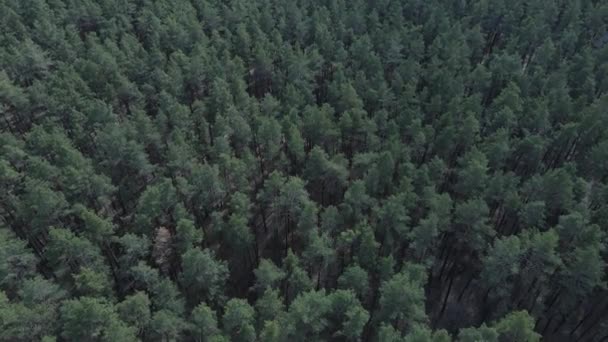 Dennenbos in de namiddag luchtfoto, slow motion — Stockvideo