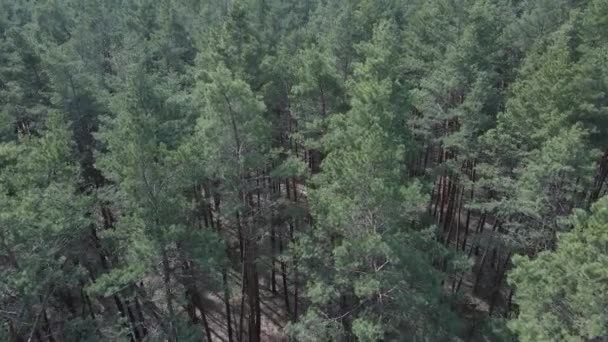 Bosque de pinos en la vista aérea de la tarde, cámara lenta — Vídeo de stock