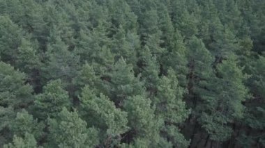 Öğleden sonra hava manzaralı çam ormanı, yavaş çekim