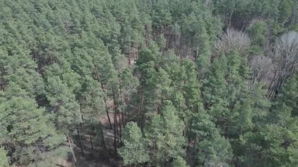 Сосновий ліс вдень повітряний вид, повільний рух — стокове відео