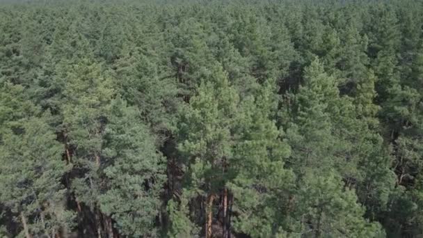 Forêt de pins dans l'après-midi vue aérienne, ralenti