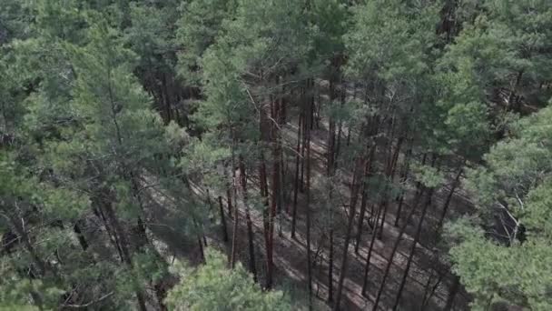 Las sosnowy po południu widok z lotu ptaka, zwolniony ruch — Wideo stockowe