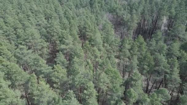 Borový les v odpoledním leteckém pohledu, zpomalený pohyb — Stock video