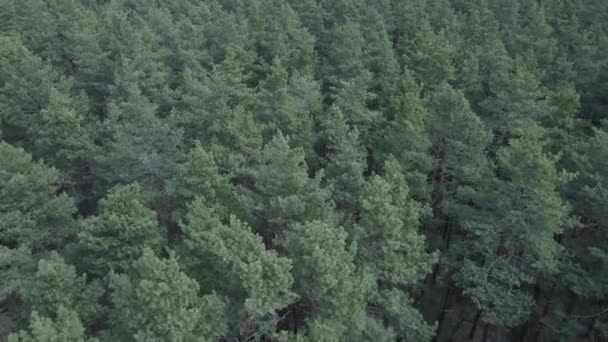 Bosque de pinos en la vista aérea de la tarde, cámara lenta — Vídeo de stock