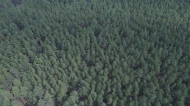 Öğleden sonra hava manzaralı çam ormanı, yavaş çekim