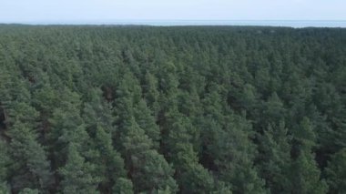 Öğleden sonra hava manzaralı çam ormanı, yavaş çekim