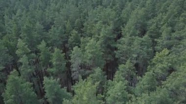 Öğleden sonra hava manzaralı çam ormanı, yavaş çekim