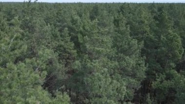 Öğleden sonra hava manzaralı çam ormanı, yavaş çekim