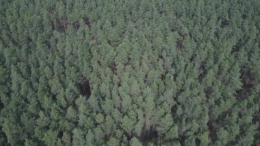 Öğleden sonra hava manzaralı çam ormanı, yavaş çekim