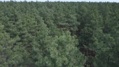 Öğleden sonra hava manzaralı çam ormanı, yavaş çekim