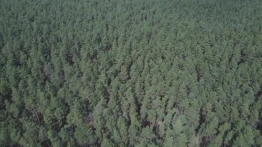 Öğleden sonra hava manzaralı çam ormanı, yavaş çekim