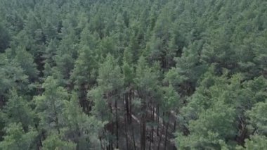 Öğleden sonra hava manzaralı çam ormanı, yavaş çekim