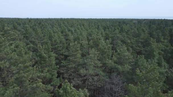 Forêt de pins dans l'après-midi vue aérienne, ralenti — Video