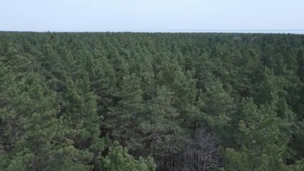 Bosque de pinos en la vista aérea de la tarde, cámara lenta — Vídeo de stock