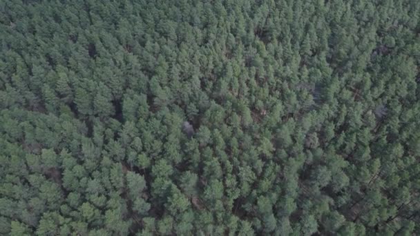 Pine forest in the afternoon aerial view, slow motion — Stock Video