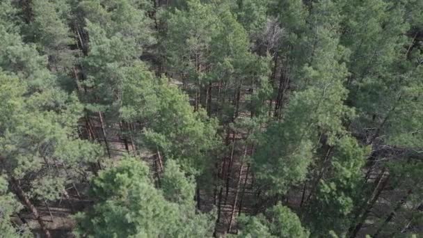 Bosque de pinos en la vista aérea de la tarde, cámara lenta — Vídeo de stock