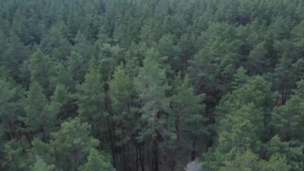 Floresta de pinheiro na visão aérea da tarde, câmera lenta — Vídeo de Stock